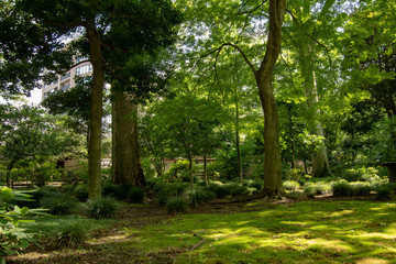 Fototapeta premium 公園