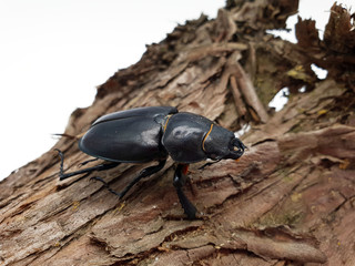 Hirschkäfer Weibchen auf Baumrinde auf weißem Hintergrund
