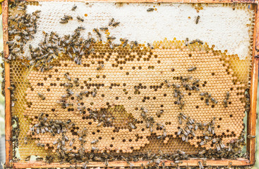 honeycomb with honey and bees from the hive
