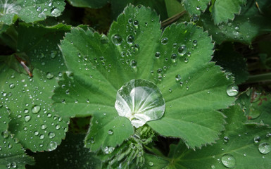 Frauenmantel, Alchemilla vulgaris, mit Tautropfen