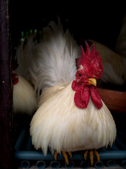 Bantam Chicken Stood at The Front Door