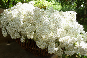 frische Schafgarbe, gesammelt in einem Korb