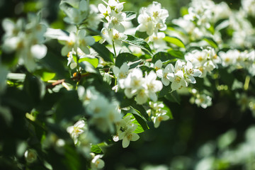 Beautiful blooming jasmine branch with white flowers.
