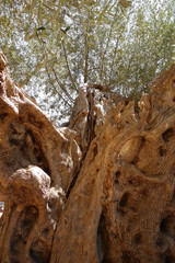 alter Olivenbaum in Italien