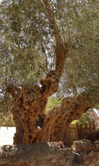 alter Olivenbaum in Italien