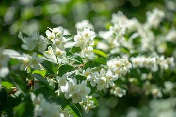 Beautiful blooming jasmine branch with white flowers.