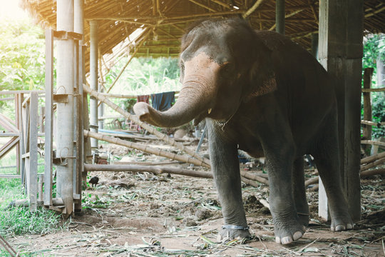 Thai Elephant in Kanchanaburi