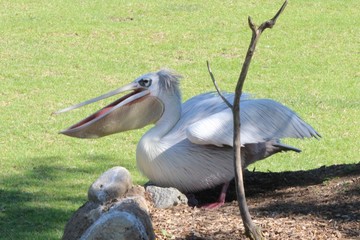 Pelican 