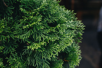 texture of Christmas fir tree twigs isolated for postcards.
