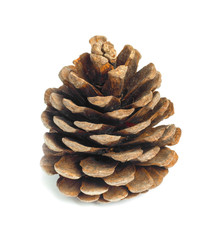 Old brown pinecone isolated on background