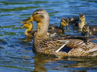 Mallard with offspring on the lake