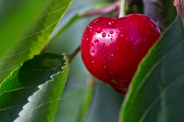 Macro shot on big red cherry.