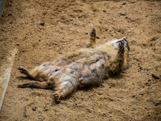 Obraz premium Prairie Dog sleeping on the ground in the outdoor nature.Animal life