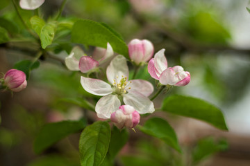 Naklejka na ściany i meble Cherry flowers in full bloom during spring time