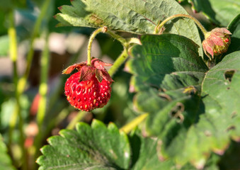 Bush of red strawberry