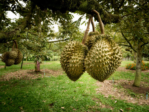Durians Arranging on The Tree