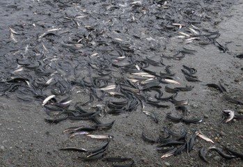 Obraz premium closeup of a bunch of spawning Newfoundland Capelin rolling onto the beach, Middle Cove Newfoundland Canada 