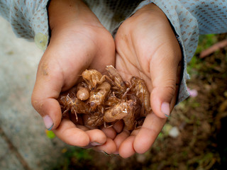 Boy Kept The Insect Shells on His Hands
