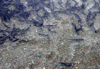closeup of a bunch of spawning Newfoundland Capelin rolling onto the beach, Middle Cove Newfoundland Canada 