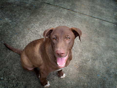 Dark Brown Dog Sitting