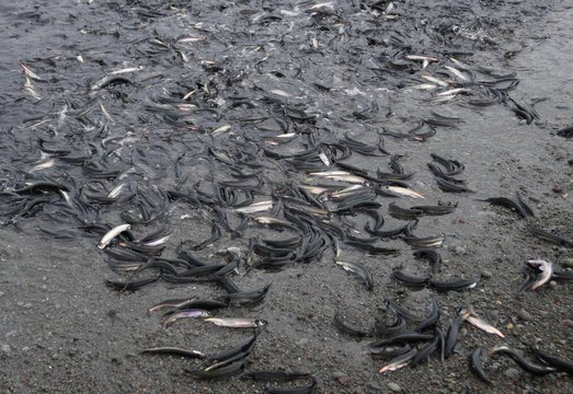 closeup of a bunch of spawning Newfoundland Capelin rolling onto the beach, Middle Cove Newfoundland Canada 