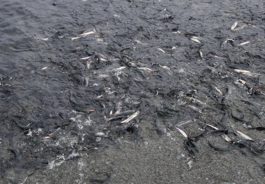 closeup of a bunch of spawning Newfoundland Capelin rolling onto the beach, Middle Cove Newfoundland Canada 