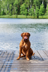 Brown Bordeaux dog sits on the bridge.