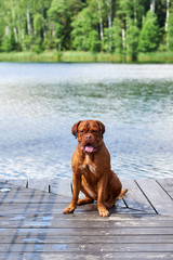 Brown Bordeaux dog sits on the bridge.