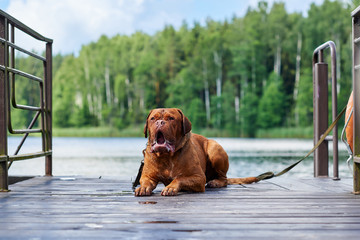 Brown Bordeaux dog sits on the bridge.
