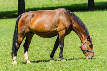 Obraz premium Grazing horse
