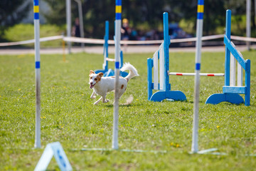 Funny dog jumping over hurdle in agility competition