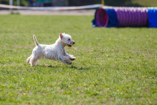 Running Westie dog on its course in agility competition. Abstract dog sport background with copy space