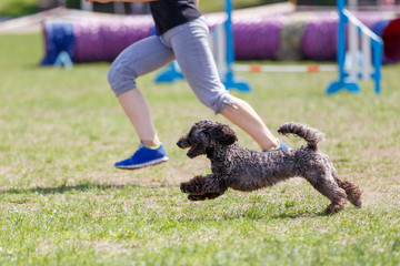 Running dog on its course in agility competition. Abstract dog sport background with copy space