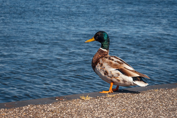 Duck in town