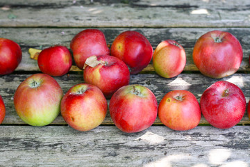 Erste eigene Äpfel im Herbst aus dem Garten, alte Sorten anbauen und Kulturgut erhalten,...