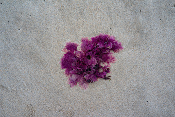 pink seaweed