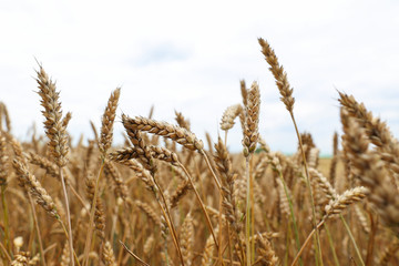 Fototapeta premium Beautiful ears of wheat against the background of a large field