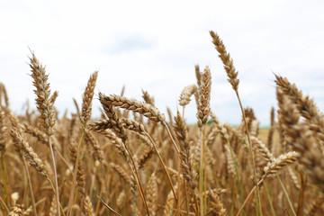 Beautiful ears of wheat against the background of a large field