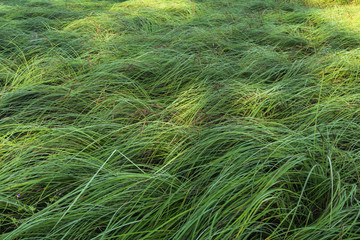 Wavy grass