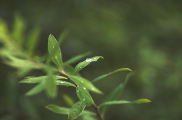 Green plant leaves with dew drops close-up