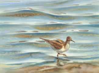 a bird walking by the sea watercolor