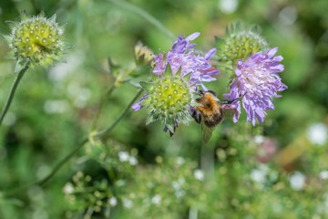 Hummel sitzt auf einer Blume, Deutschland