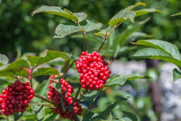 Rote und reife Vogelbeeren an einer Eberesche, Deutschland