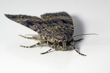 Svensson's copper underwing moth (Amphipyra berbera)