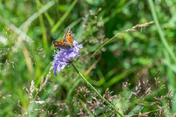 Kleiner Feuerfalter auf einer Blume, Deutschland