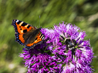 Schildpattschmetterling