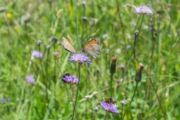 Großes Wiesenvögelchen – Schmetterling -  auf einer Blume, Deutschland
