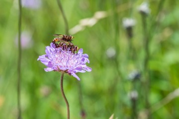 Sich paarende Fliegen auf einer Blume, Deutschland
