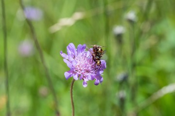 Sich paarende Fliegen auf einer Blume, Deutschland