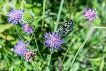 Schachbrett Schmetterling auf einer Blume, Deutschland